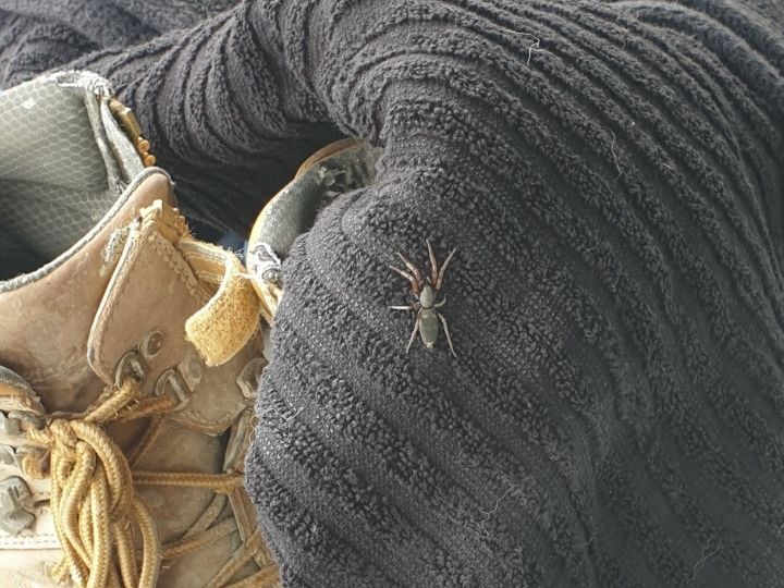 White tip spider on a towel next to a boot