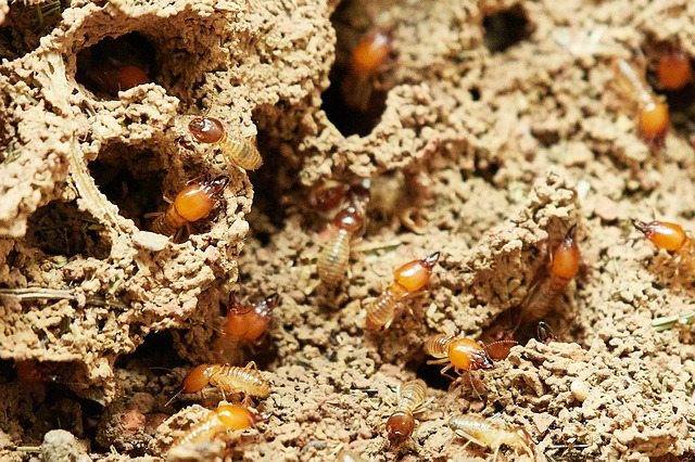 termite nest zoomed image